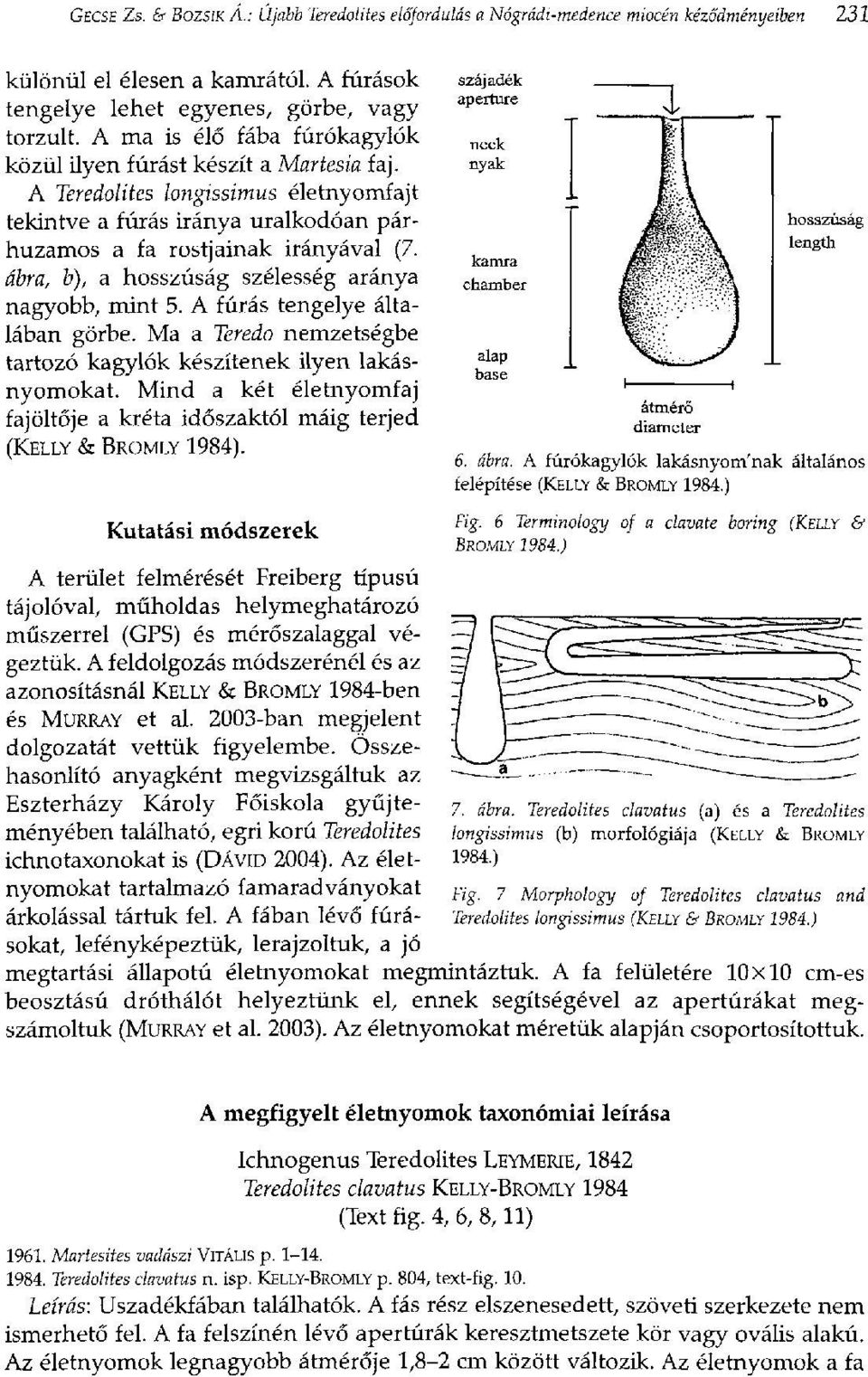 ábra, b), a hosszúság szélesség aránya nagyobb, mint 5. A fúrás tengelye általában görbe. Ma a Teredo nemzetségbe tartozó kagylók készítenek ilyen lakásnyomokat.