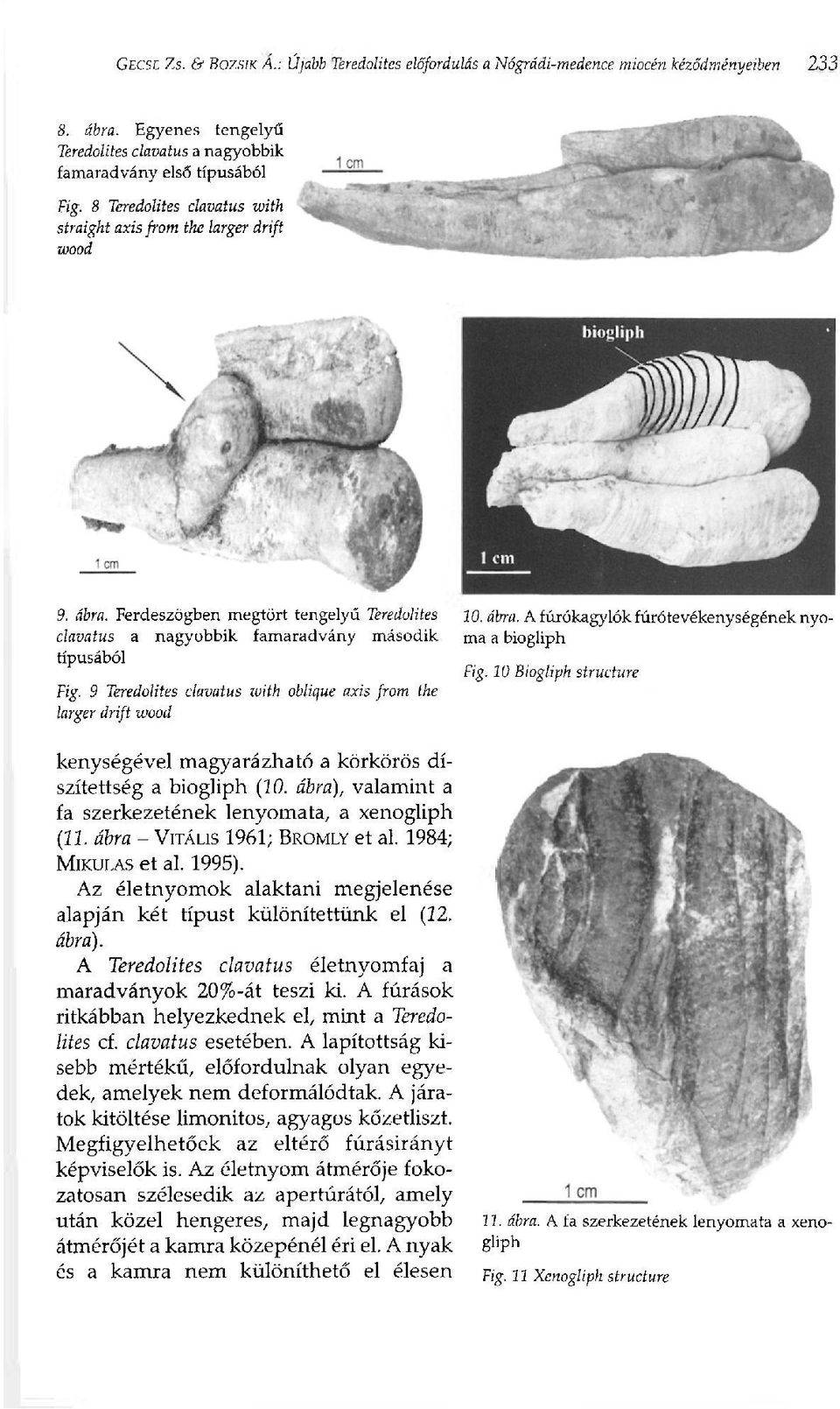 9 Teredolites clavatus with oblique axis from the larger drift wood 20. ábra. A fúrókagylók fúrótevékenységének nyoma a biogliph Fig.