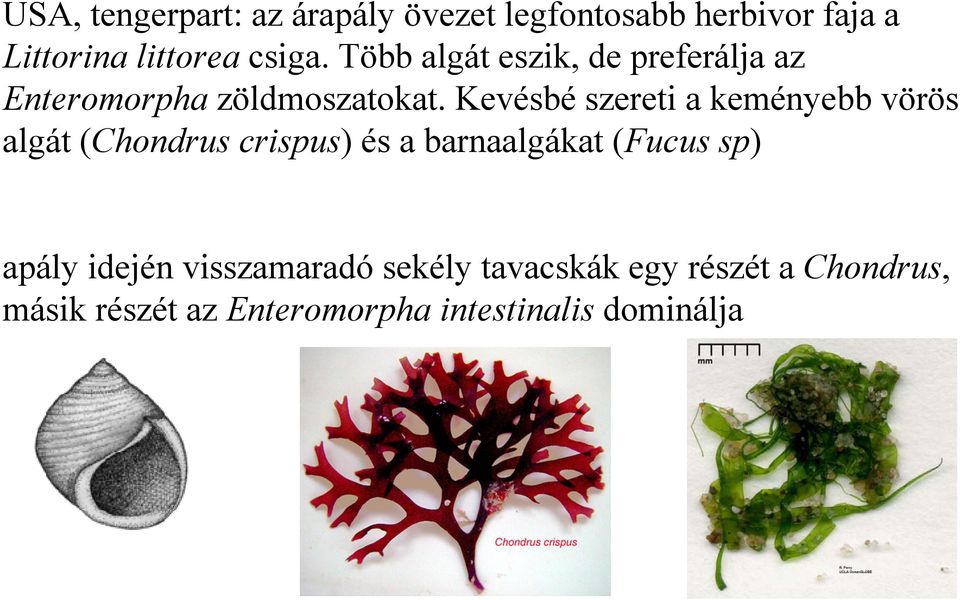 Kevésbé szereti a keményebb vörös algát (Chondrus crispus) és a barnaalgákat (Fucus sp)