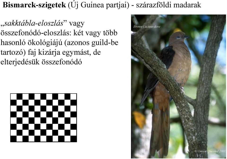 két vagy több hasonló ökológiájú (azonos guild-be