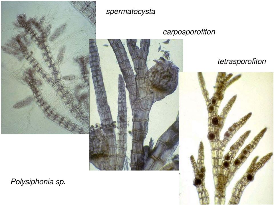 tetrasporofiton