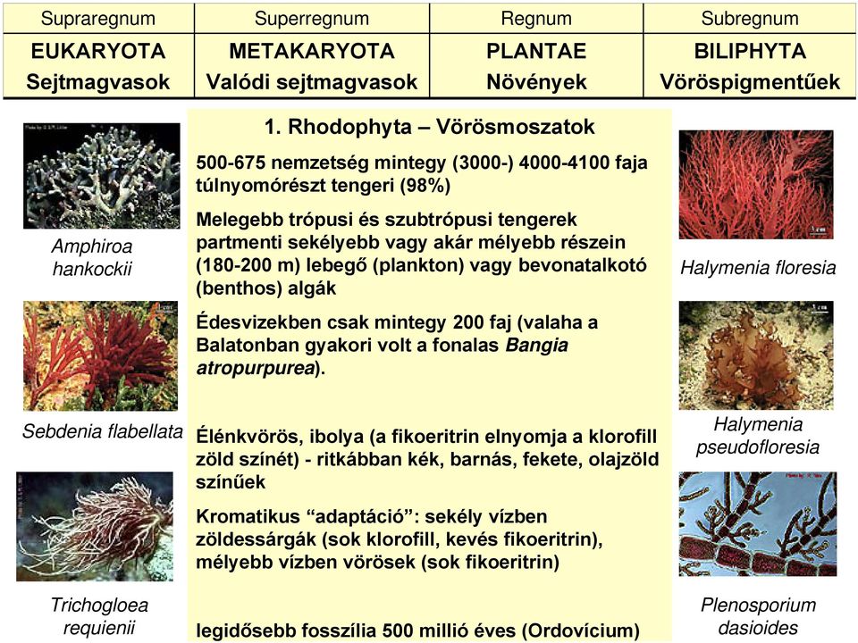 sekélyebb vagy akár mélyebb részein (180-200 m) lebegő (plankton) vagy bevonatalkotó (benthos) algák Édesvizekben csak mintegy 200 faj (valaha a Balatonban gyakori volt a fonalas Bangia atropurpurea).