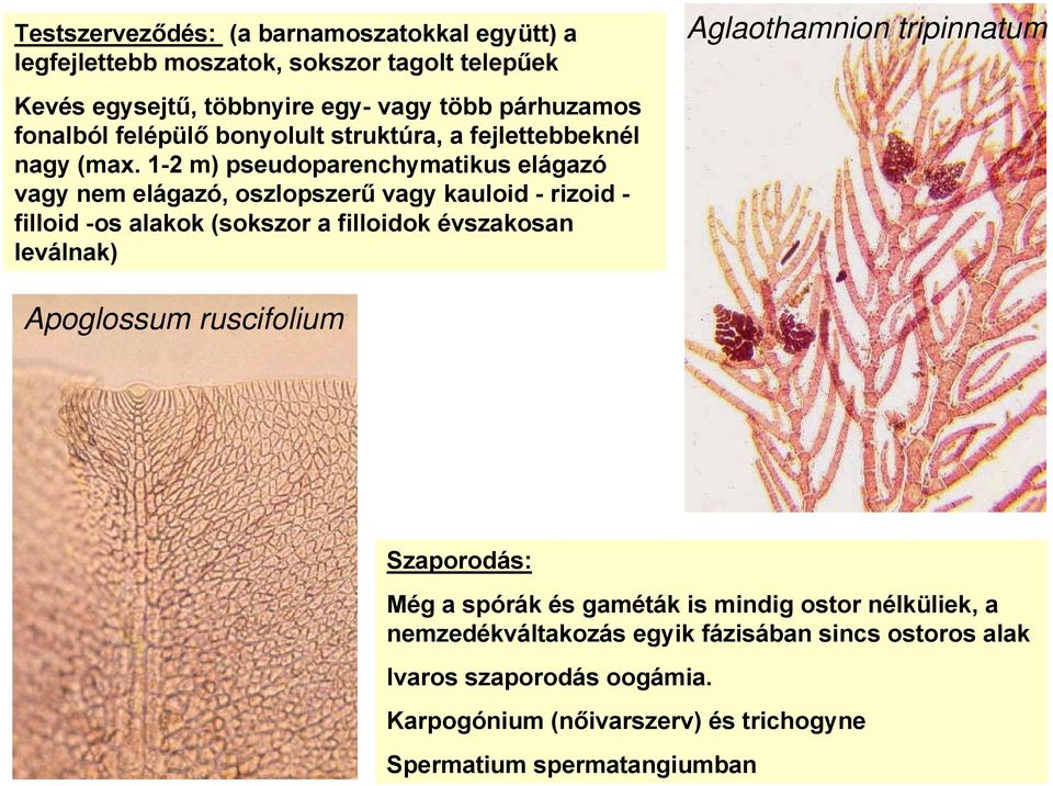 1-2 m) pseudoparenchymatikus elágazó vagy nem elágazó, oszlopszerű vagy kauloid - rizoid - filloid -os alakok (sokszor a filloidok évszakosan leválnak)