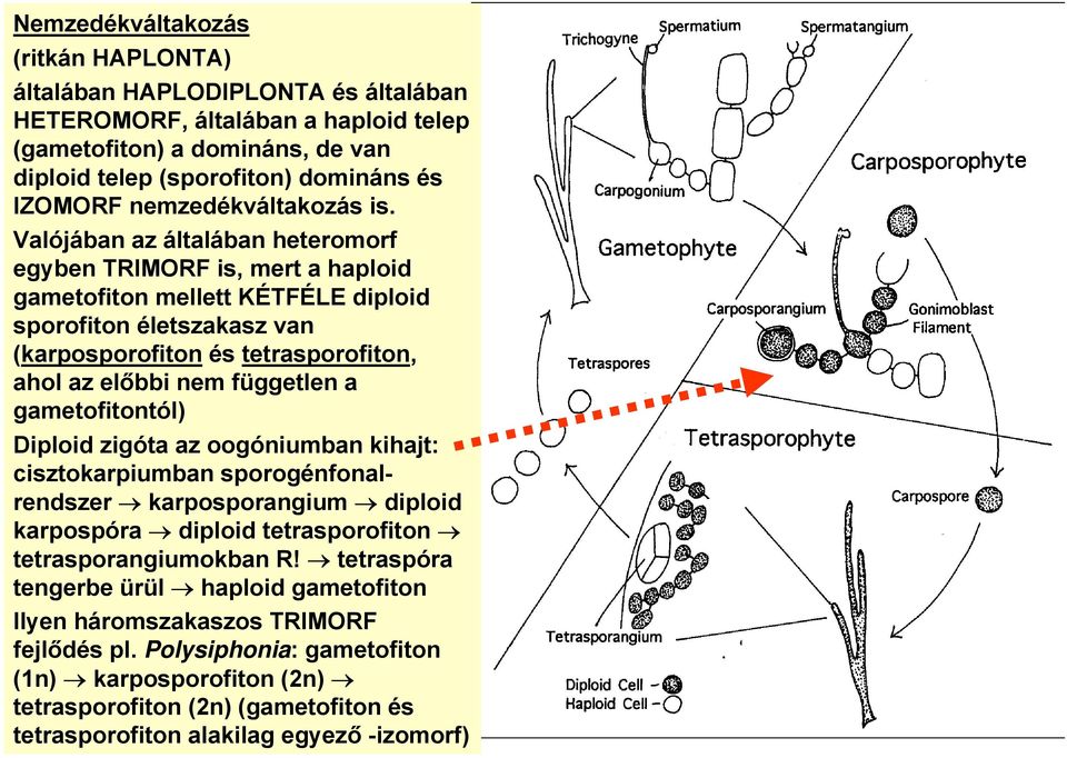 Valójában az általában heteromorf egyben TRIMORF is, mert a haploid gametofiton mellett KÉTFÉLE diploid sporofiton életszakasz van (karposporofiton és tetrasporofiton, ahol az előbbi nem független a