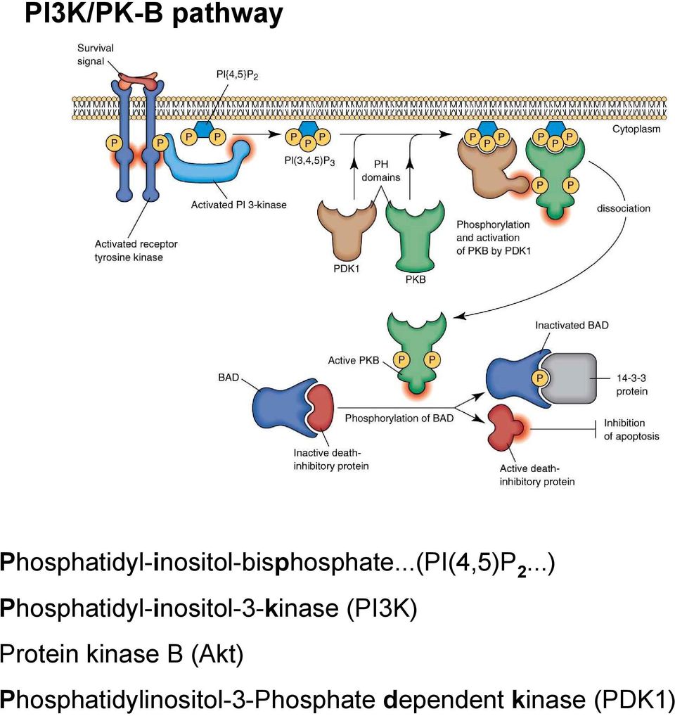 ..) Phosphatidyl-inositol-3-kinase (PI3K)