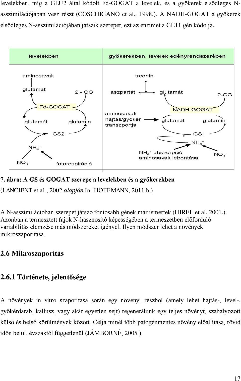 , 2002 alapján In: HOFFMANN, 2011.b,) A N-asszimilációban szerepet játszó fontosabb gének már ismertek (HIREL et al. 2001.). Azonban a termesztett fajok N-hasznosító képességében a természetben előforduló variabilitás elemzése más módszereket igényel.