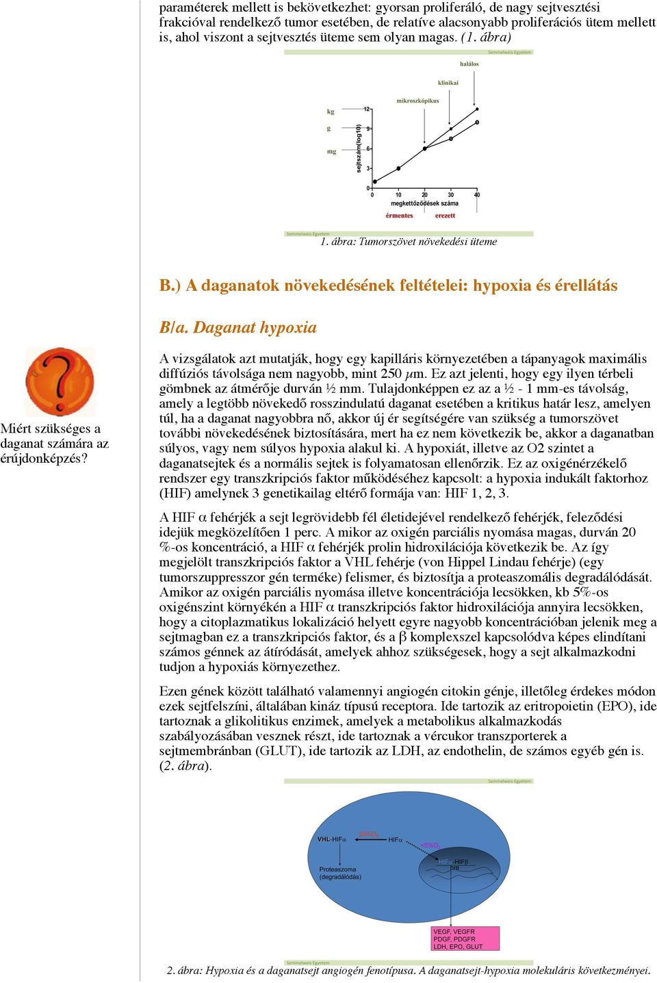 Daganat hypoxia Miért szükséges a daganat számára az érújdonképzés? A vizsgálatok azt mutatják, hogy egy kapilláris környezetében a tápanyagok maximális diffúziós távolsága nem nagyobb, mint 250 µm.
