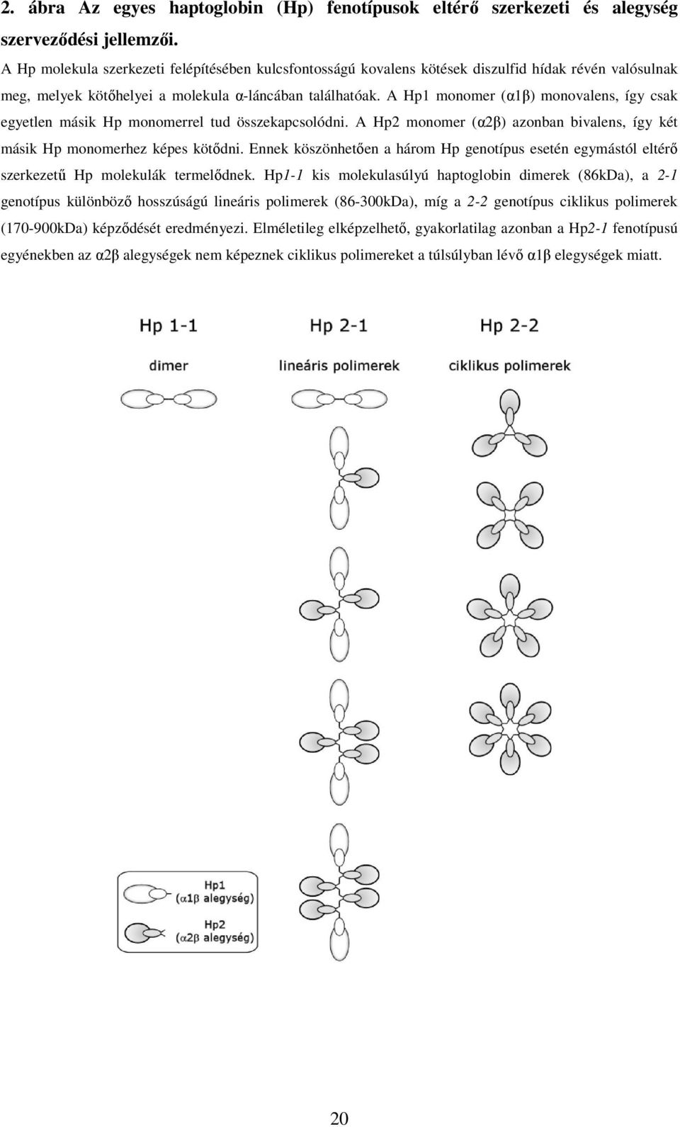 A Hp1 monomer (α1β) monovalens, így csak egyetlen másik Hp monomerrel tud összekapcsolódni. A Hp2 monomer (α2β) azonban bivalens, így két másik Hp monomerhez képes kötıdni.