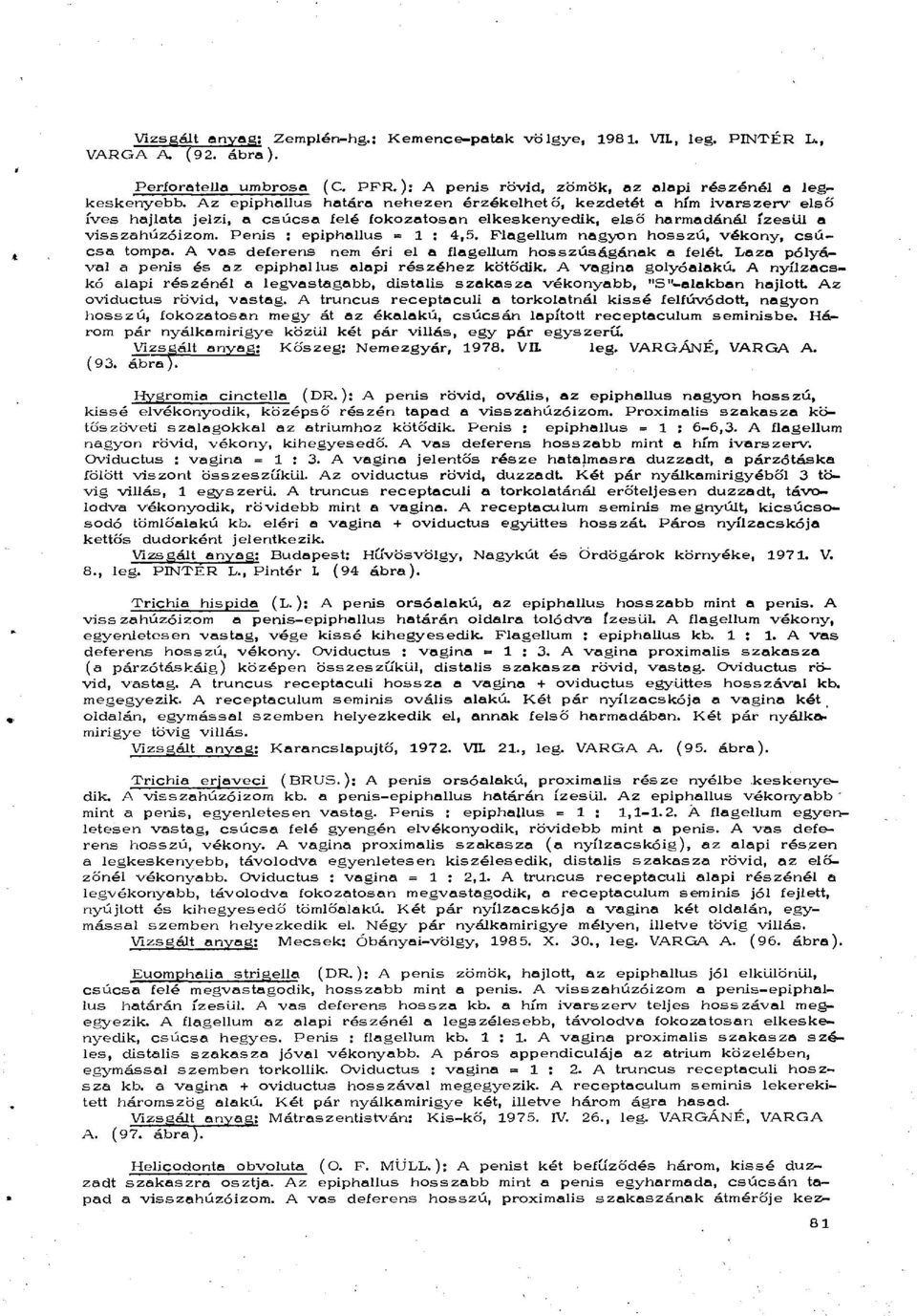 Penis ; epiphallus = 1 : 4,5. Flagellum nagyon hosszú, vékony, csúcsa tompa. A vas deferens nem éri el a flagellum hosszúságának a felét. Laza pólyával a penis és az epiphallus alapi részéhez kötődik.