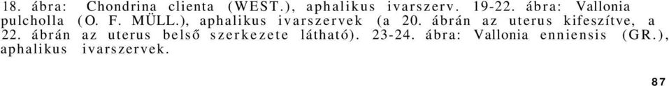 ábrán az uterus kifeszítve, a 22.