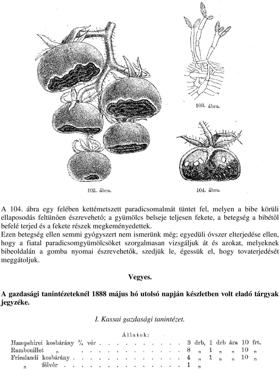betegség a bibétıl befelé terjed és a fekete részek megkeményedettek.