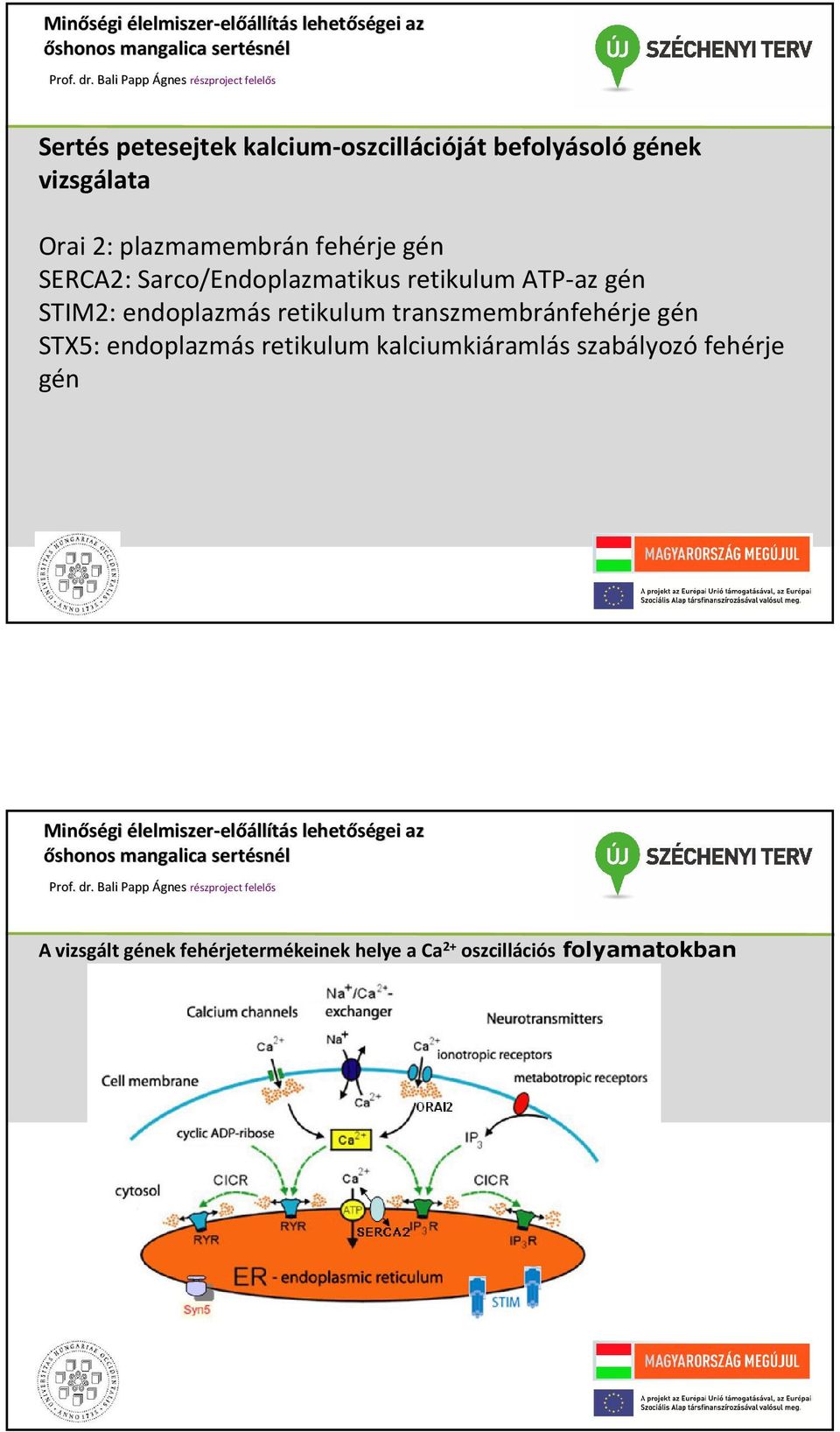 endoplazmás retikulum transzmembránfehérje gén STX5: endoplazmás retikulum