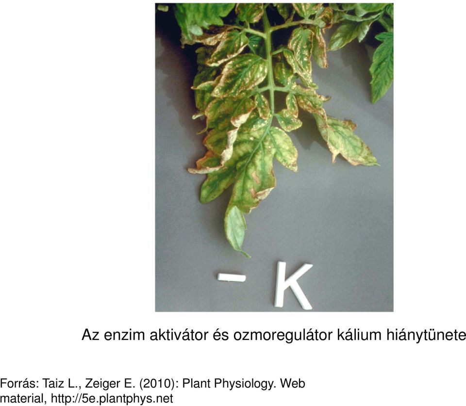 , Zeiger E. (2010): Plant Physiology.