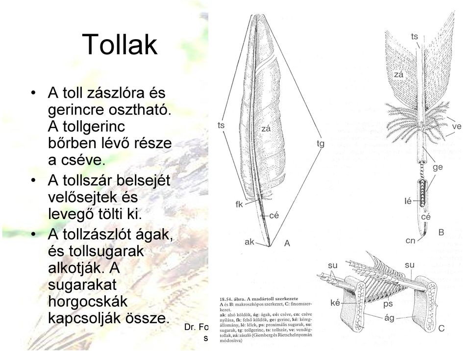 A tollszár belsejét velősejtek és levegő tölti ki.