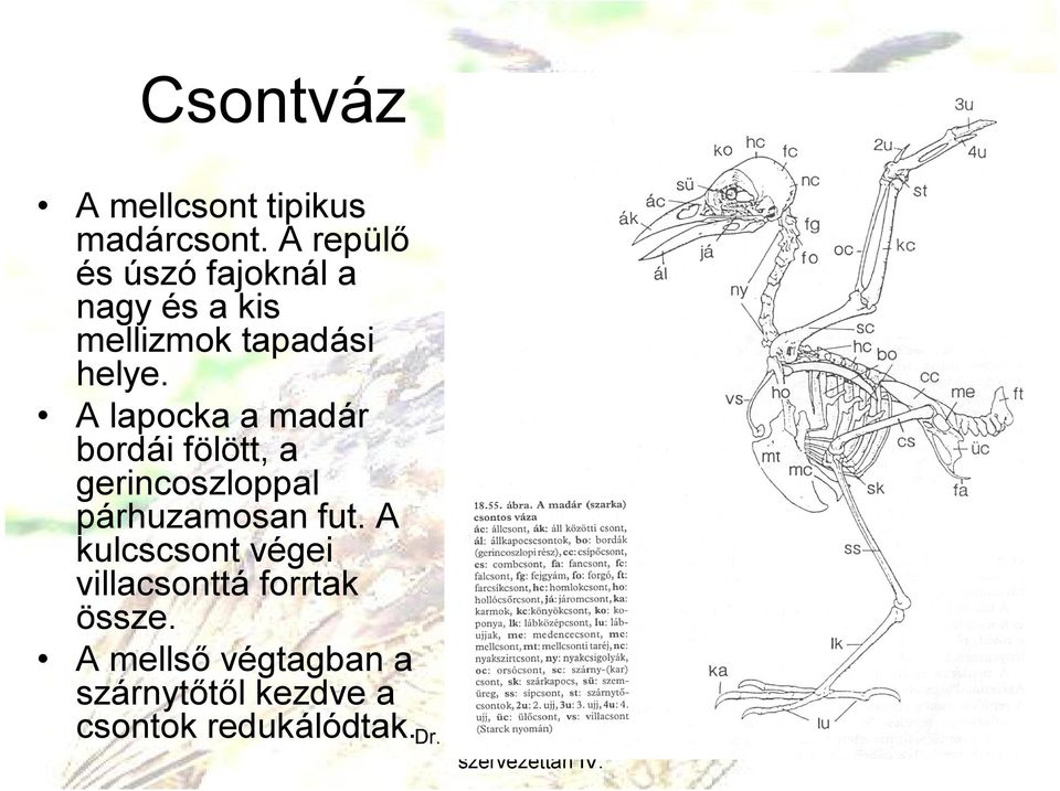 A lapocka a madár bordái fölött, a gerincoszloppal párhuzamosan fut.