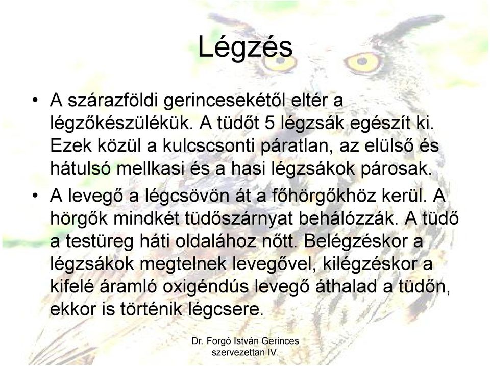 A levegő a légcsövön át a főhörgőkhöz kerül. A hörgők mindkét tüdőszárnyat behálózzák.