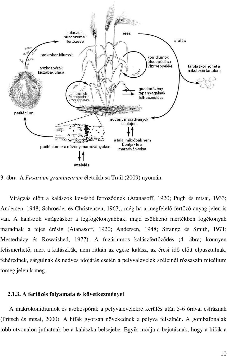 A kalászok virágzáskor a legfogékonyabbak, majd csökkenő mértékben fogékonyak maradnak a tejes érésig (Atanasoff, 1920; Andersen, 1948; Strange és Smith, 1971; Mesterházy és Rowaished, 1977).