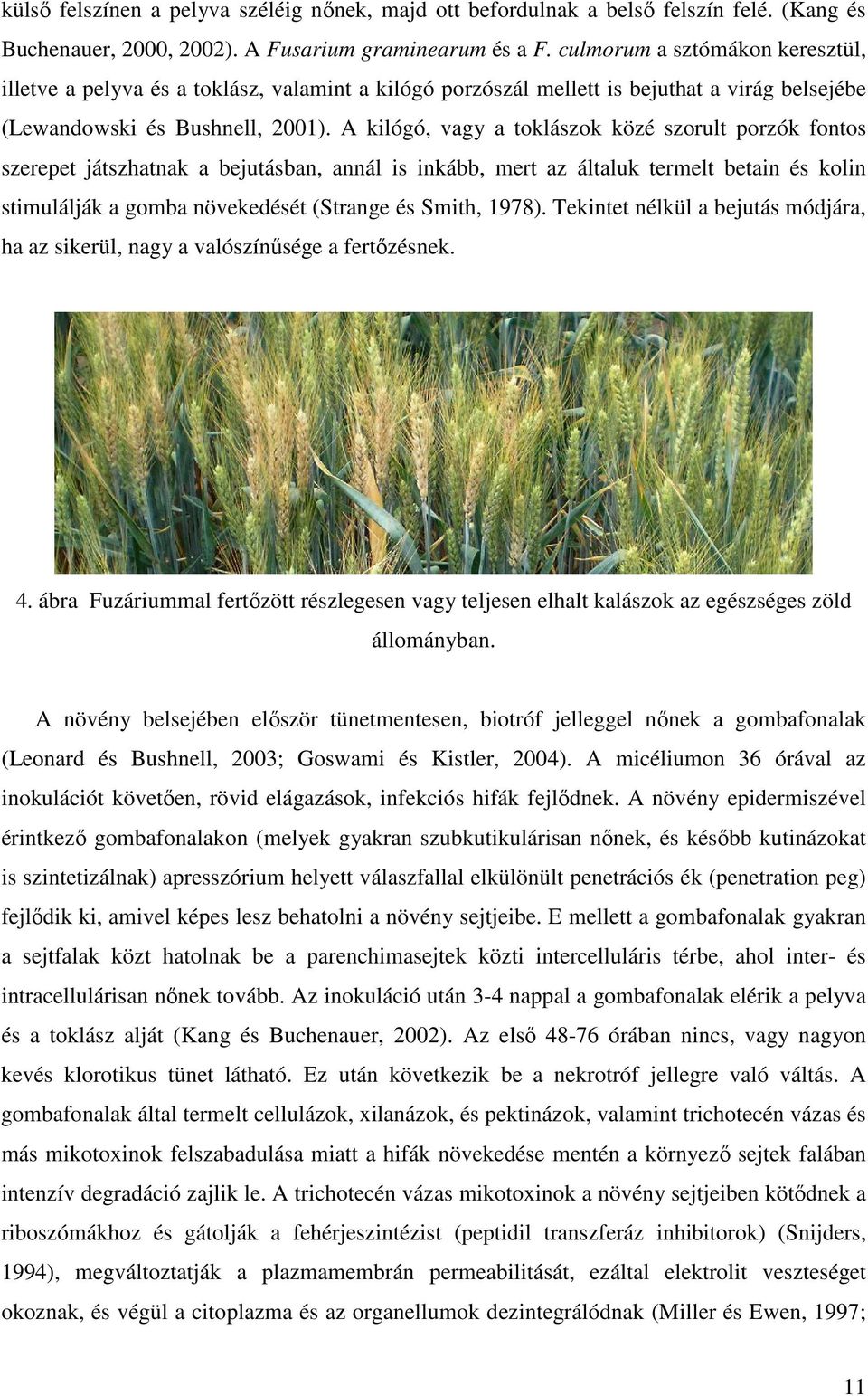 A kilógó, vagy a toklászok közé szorult porzók fontos szerepet játszhatnak a bejutásban, annál is inkább, mert az általuk termelt betain és kolin stimulálják a gomba növekedését (Strange és Smith,