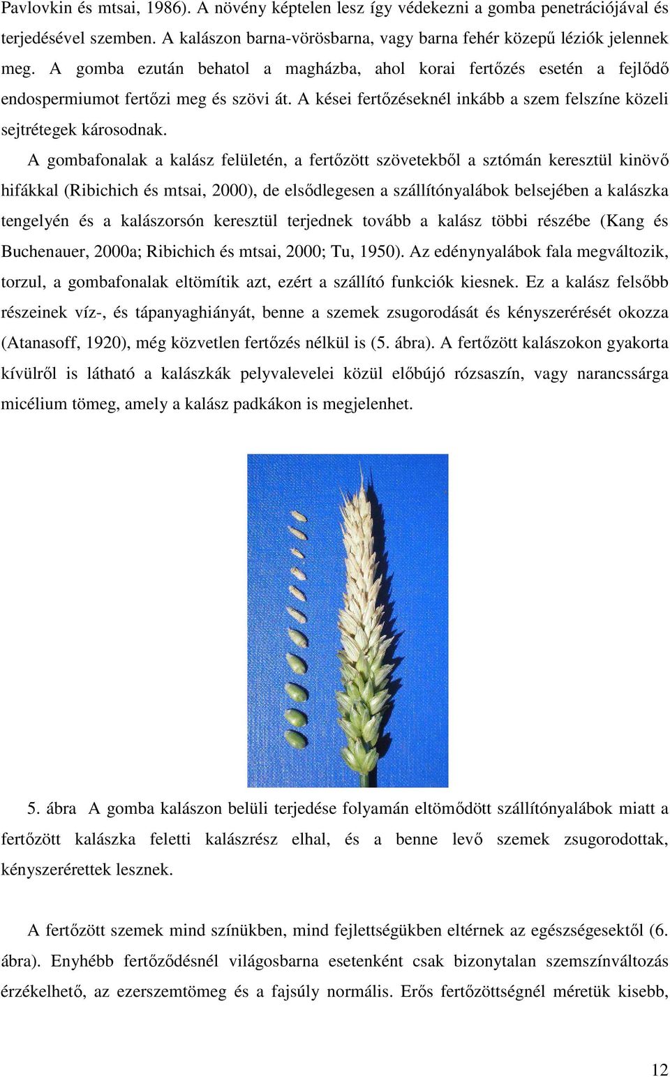 A gombafonalak a kalász felületén, a fertőzött szövetekből a sztómán keresztül kinövő hifákkal (Ribichich és mtsai, 2000), de elsődlegesen a szállítónyalábok belsejében a kalászka tengelyén és a