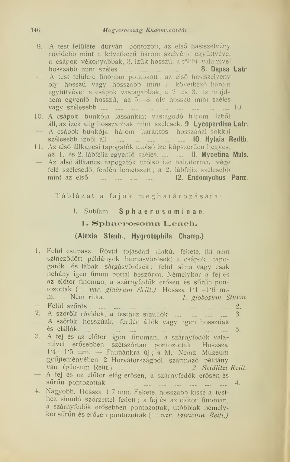 A test telüleie finoman pontozott ; az els hasiszelvény oly hosszú vagy hosszabb mint a következ három együttvéve; a csápok vastagabbak, a 2 és 3. íz m^ijdnem egyenl hosszú, az 5 8.