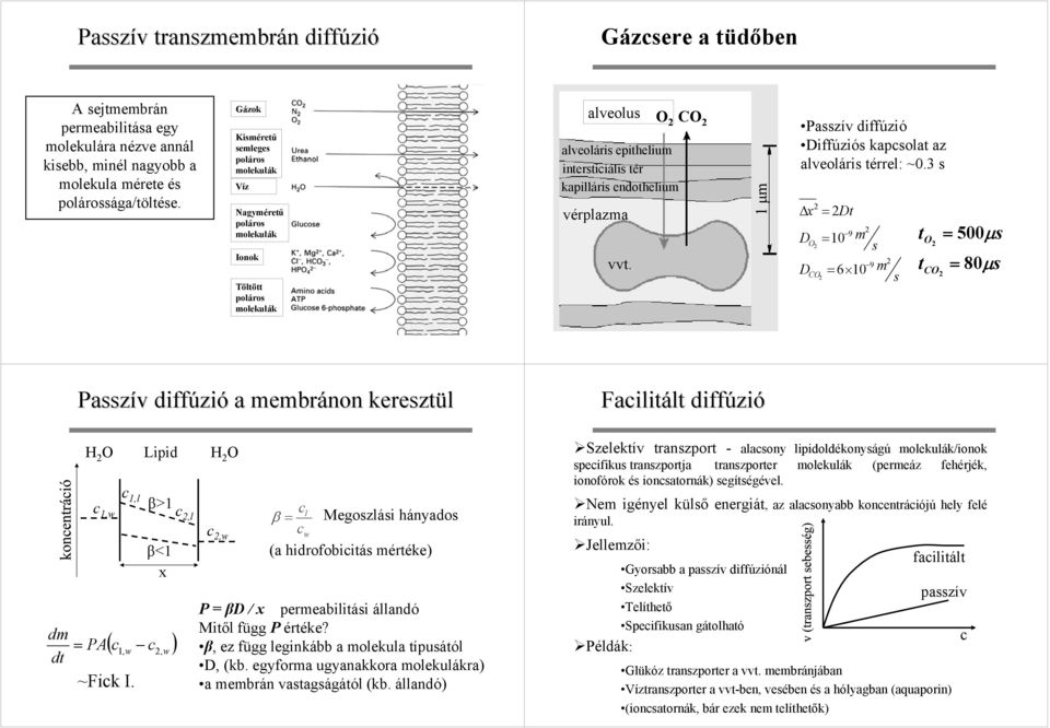 Diffúziós kapsolat az alveoláris térrel: ~3 s Δ = Dt D D O CO 9 = 1 m s 9 = 6 1 m s t t O CO = 5μs = 8μs dm dt Passzív v diffúzi zió a membránon keresztül H O Lipid 1,l β>1 1,w,l,w = PA β<1 ( ) 1, w