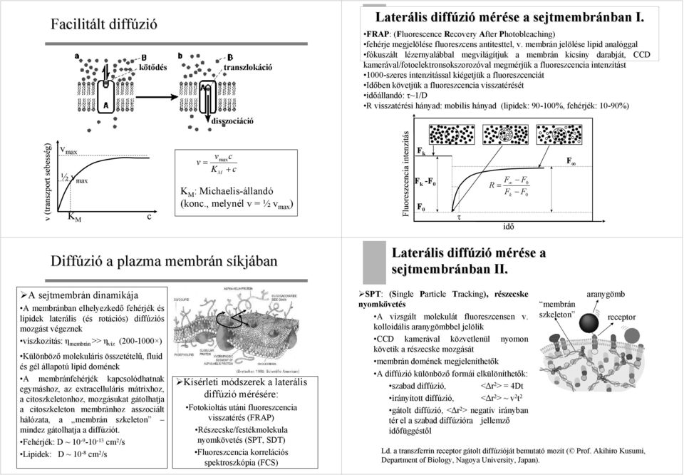 kiégetjük a fluoreszeniát Időben követjük a fluoreszenia visszatérését időállandó: τ~1/d R visszatérési hányad: mobilis hányad (lipidek: 9-1%, fehérjék: 1-9%) v ma ½v ma K M v v = K ma + M K M :