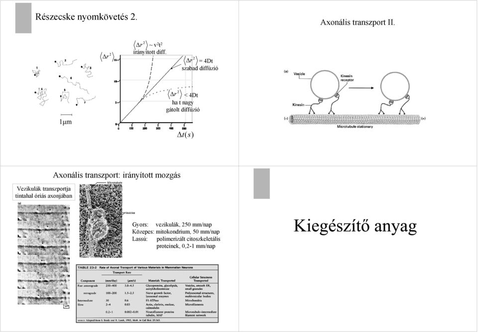 tintahal óriás aonjában Aonális transzport: irányított mozgás Gyors: vezikulák, 5