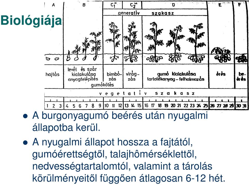 A nyugalmi állapot hossza a fajtától, gumóérettségt l,