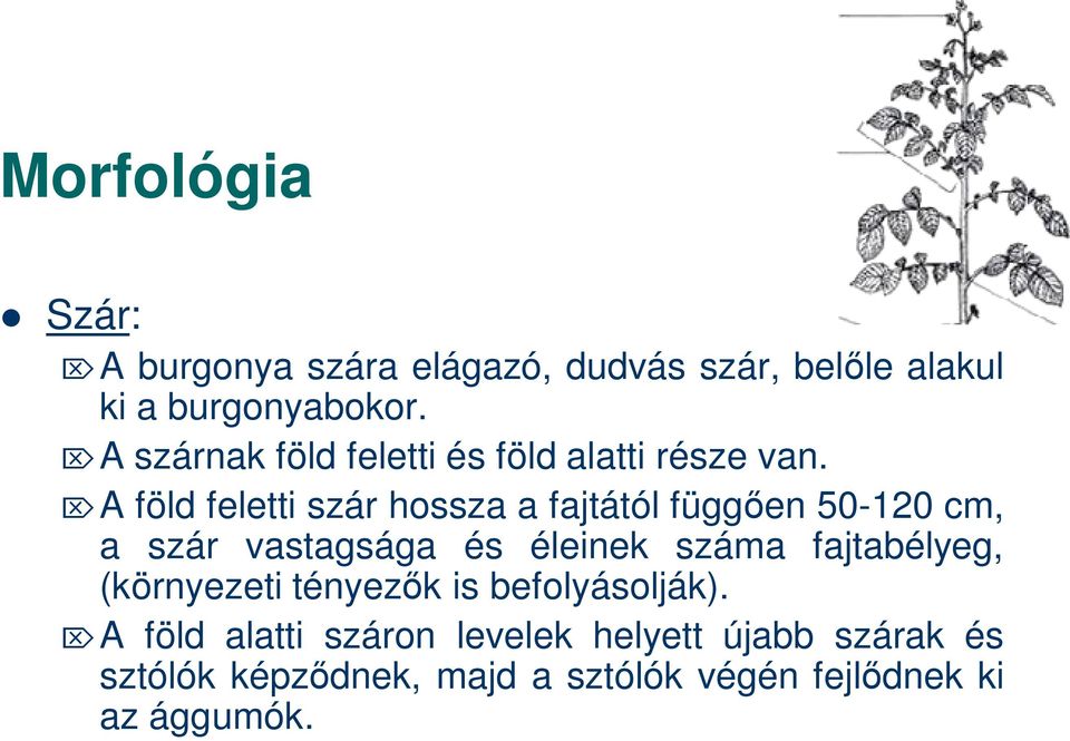 A föld feletti szár hossza a fajtától függ en 50-120 cm, a szár vastagsága és éleinek száma