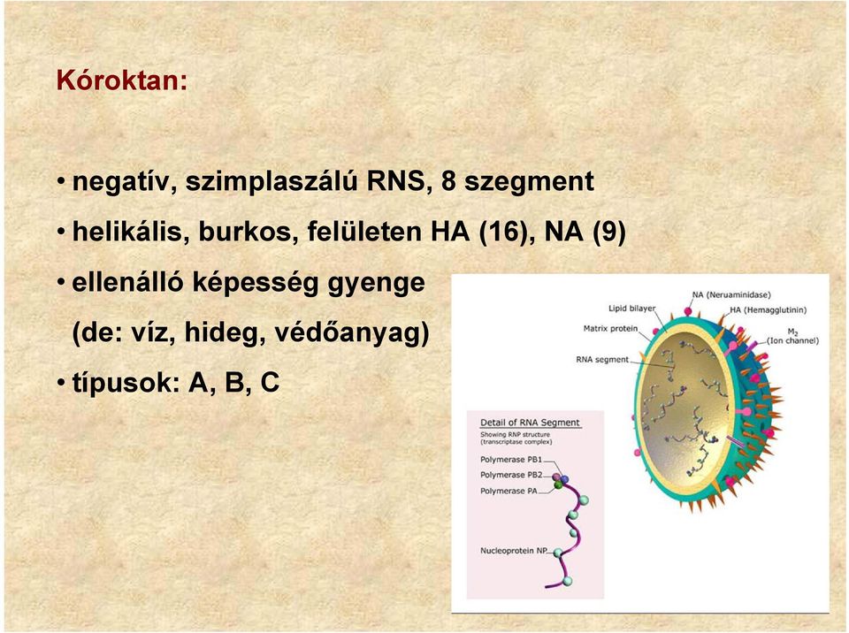 (16), NA (9) ellenálló képesség gyenge