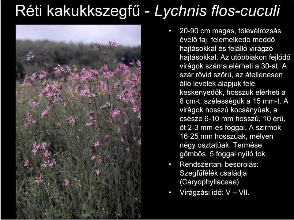 A szár rövid szőrű, az átellenesen álló levelek alapjuk felé keskenyedők, hosszuk elérheti a 8 cm-t, szélességük a 15 mm-t.