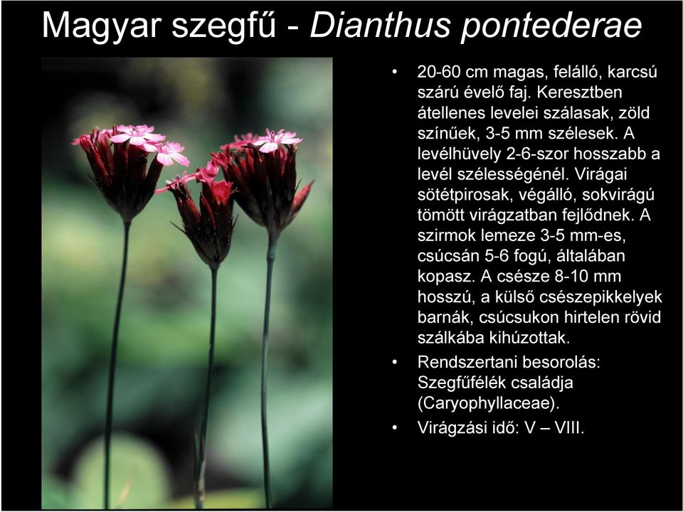 Virágai sötétpirosak, végálló, sokvirágú tömött virágzatban fejlődnek. A szirmok lemeze 3-5 mm-es, csúcsán 5-6 fogú, általában kopasz.