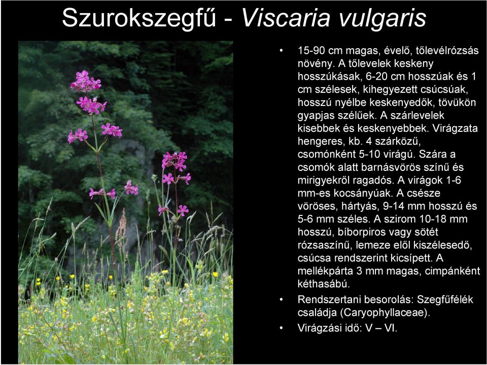 Virágzata hengeres, kb. 4 szárközű, csomónként 5-10 virágú. Szára a csomók alatt barnásvörös színű és mirigyekről ragadós. A virágok 1-6 mm-es kocsányúak.