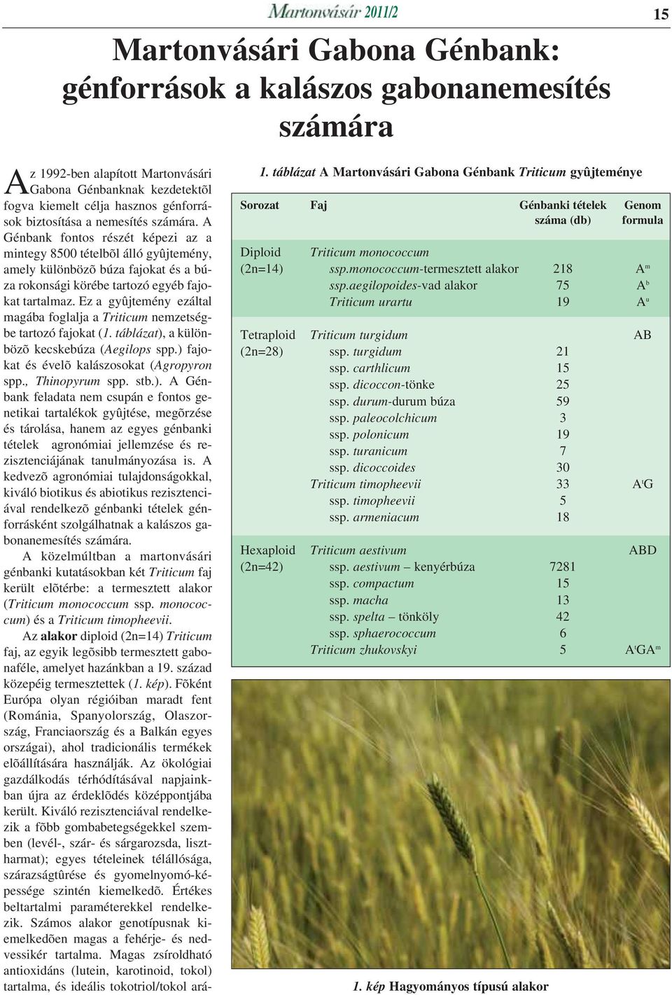 Ez a gyûjtemény ezáltal magába foglalja a Triticum nemzetségbe tartozó fajokat (1. táblázat), a különbözõ kecskebúza (Aegilops spp.) fajokat és évelõ kalászosokat (Agropyron spp., Thinopyrum spp. stb.