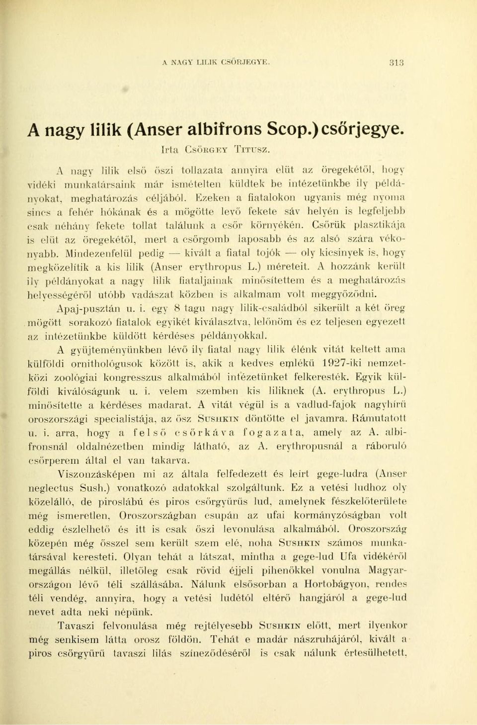 Ezeken a fiatalokon ugyanis még nyoma sincs a fehér hókának és a mögötte levő fekete sáv helyén is legfeljebb csak néhány fekete tollat találunk a csőr környékén.