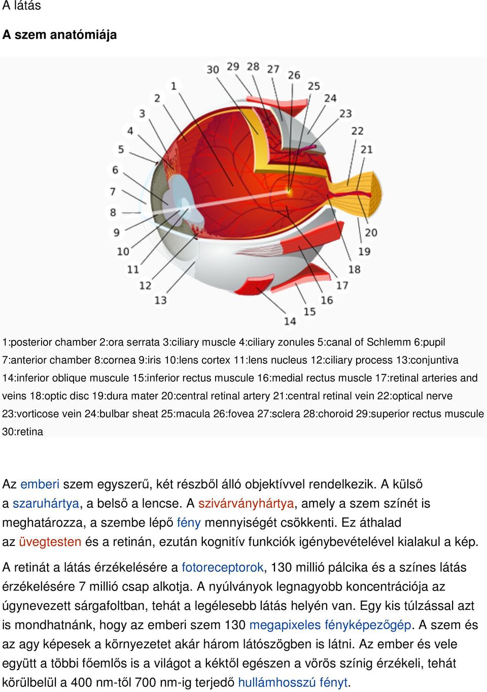 retinal vein 22:optical nerve 23:vorticose vein 24:bulbar sheat 25:macula 26:fovea 27:sclera 28:choroid 29:superior rectus muscule 30:retina Az emberi szem egyszerő, két részbıl álló objektívvel