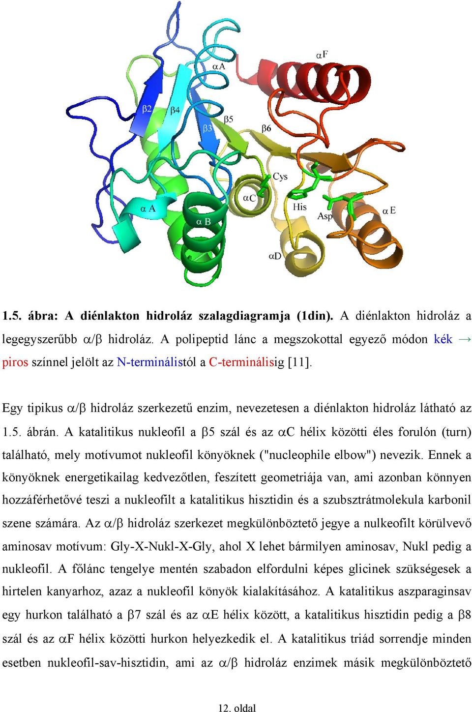 Egy tipikus α/β hidroláz szerkezetű enzim, nevezetesen a diénlakton hidroláz látható az 1.5. ábrán.