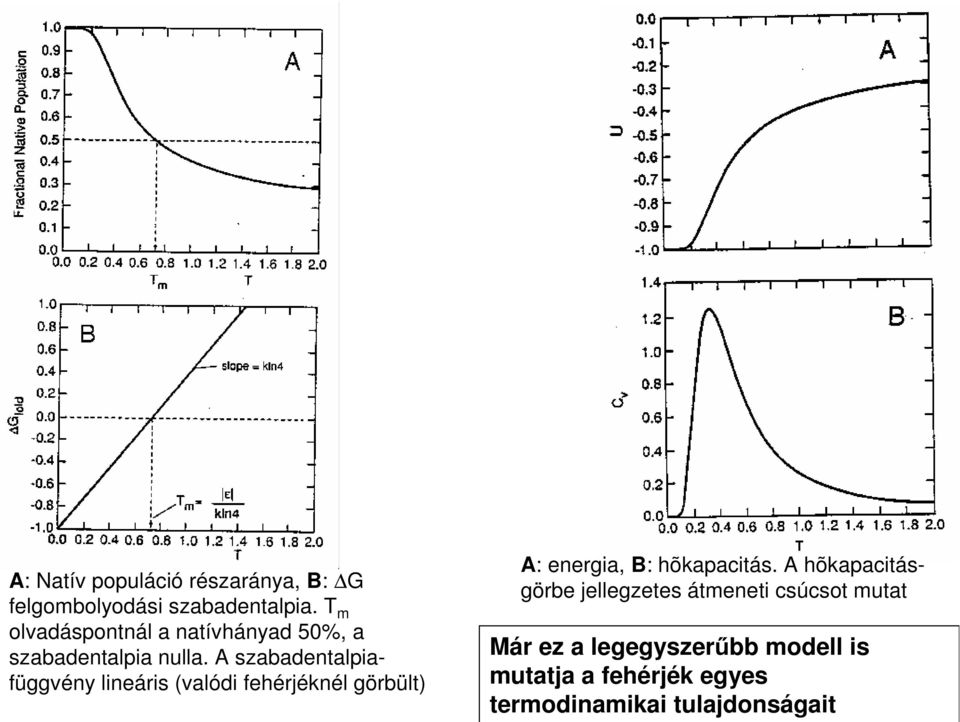 A szabadentalpiafüggvény lineáris (valódi fehérjéknél görbült) A: energia, B: hõkapacitás.
