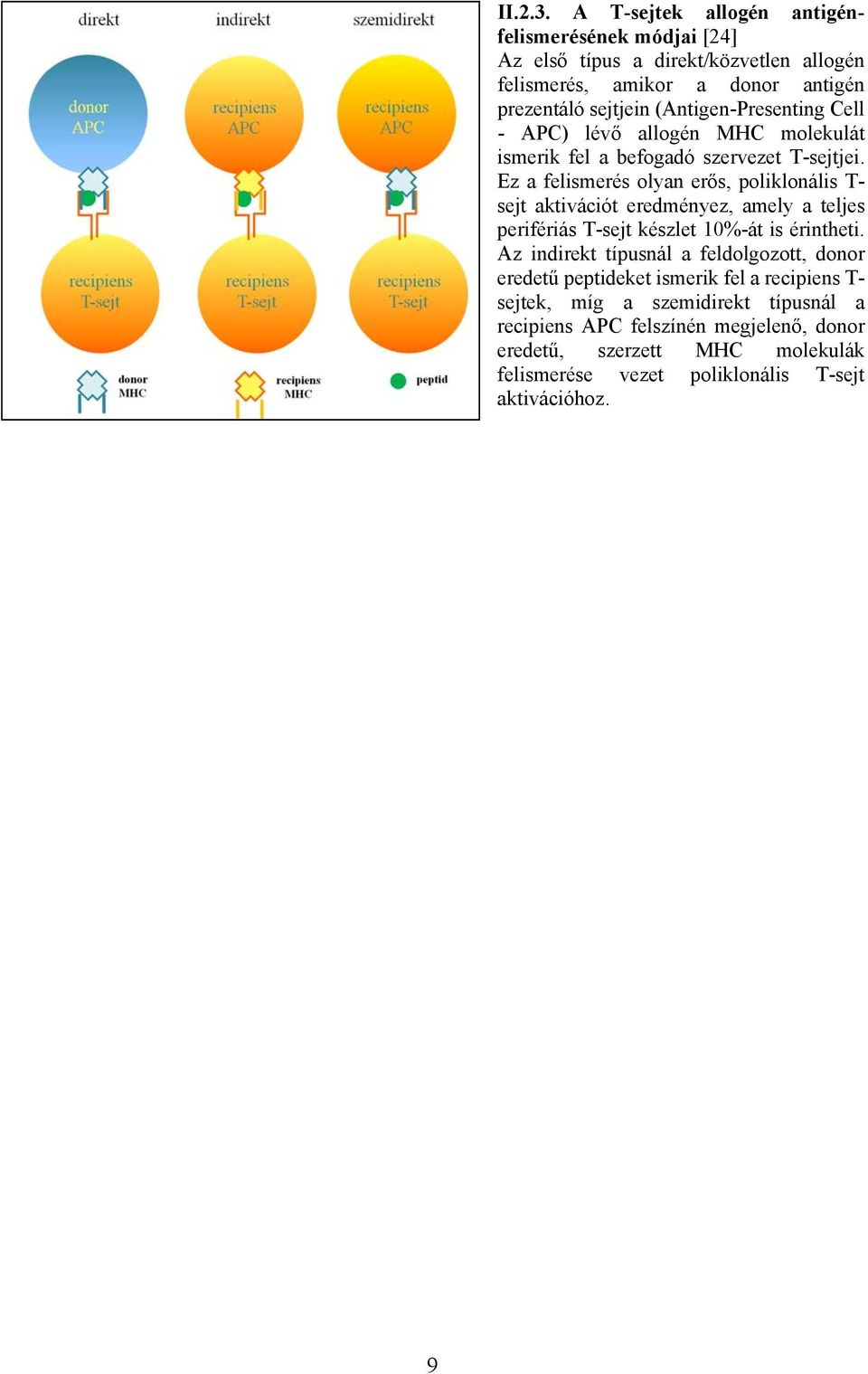 (Antigen-Presenting Cell - APC) lévő allogén MHC molekulát ismerik fel a befogadó szervezet T-sejtjei.