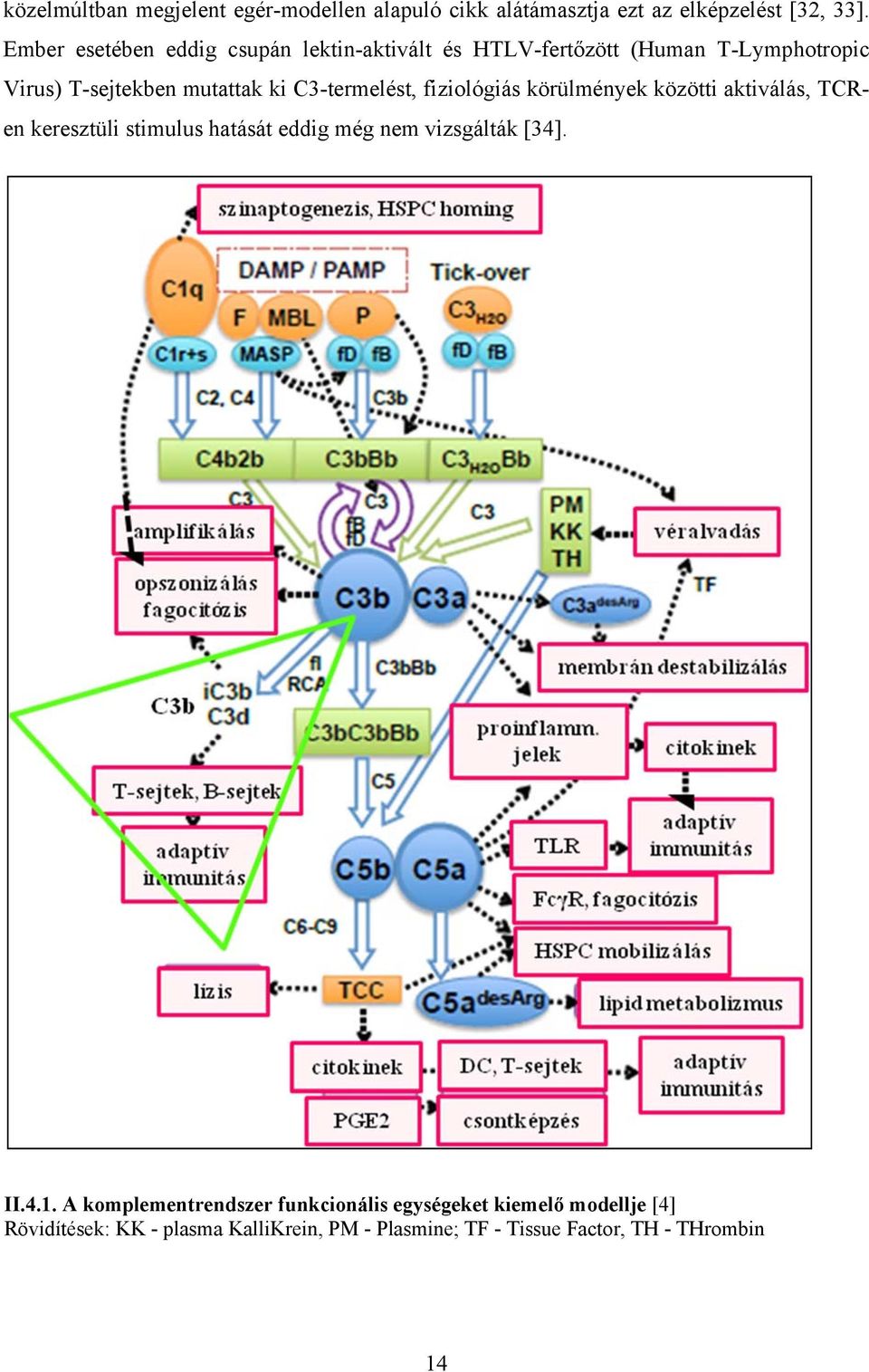 C3-termelést, fiziológiás körülmények közötti aktiválás, TCRen keresztüli stimulus hatását eddig még nem vizsgálták [34].