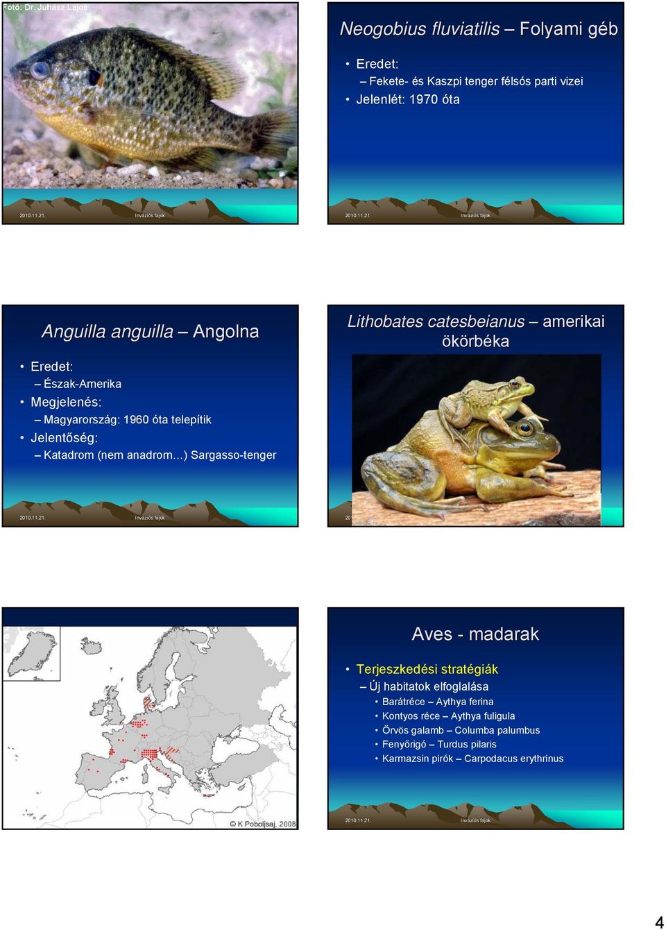 Sargasso-tenger Lithobates catesbeianus amerikai ökörbéka Aves - madarak Terjeszkedési stratégiák Új habitatok elfoglalása