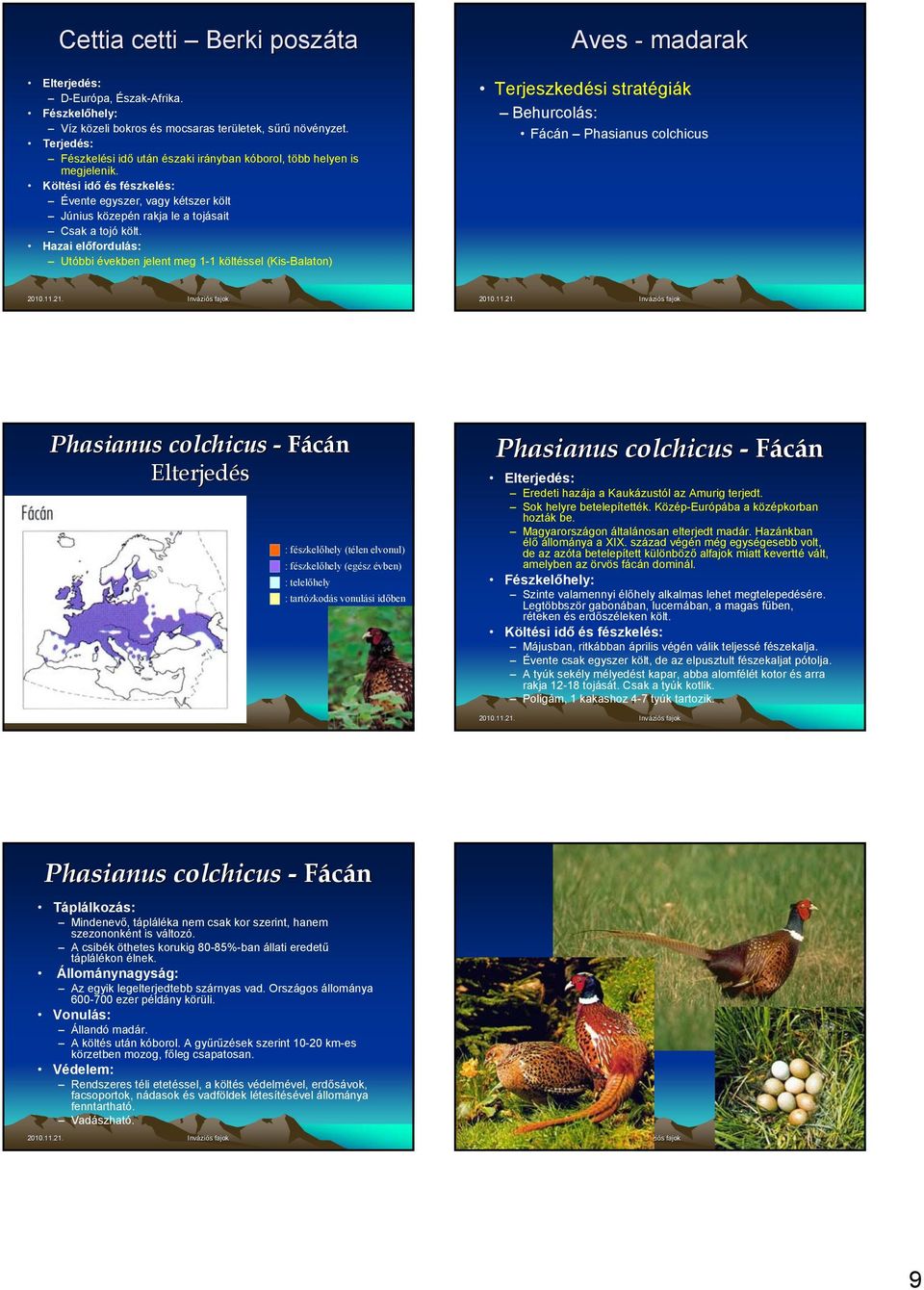 Hazai előfordulás: Utóbbi években jelent meg 1-1 költéssel (Kis-Balaton) Aves - madarak Terjeszkedési stratégiák Behurcolás: Fácán Phasianus colchicus Phasianus colchicus - Fácán Phasianus colchicus