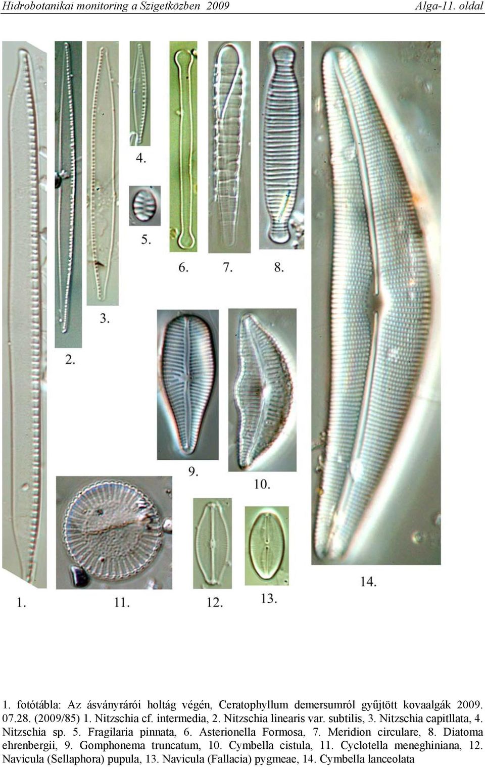 intermedia, 2. Nitzschia linearis var. subtilis, 3. Nitzschia capitllata, 4. Nitzschia sp. 5. Fragilaria pinnata, 6.