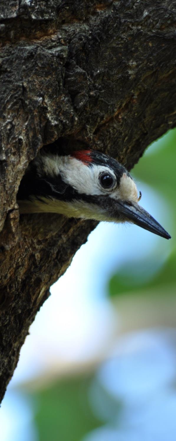 Állatvilág védelme Madarak Balkáni fakopáncs (Dendrocopus syriacus) V Veszélyeztető tényezők: Élőhelyek pusztulása.