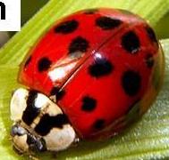 Lucernaböde (Subcoccinella vigintiquatorpunctata) 22pettyes