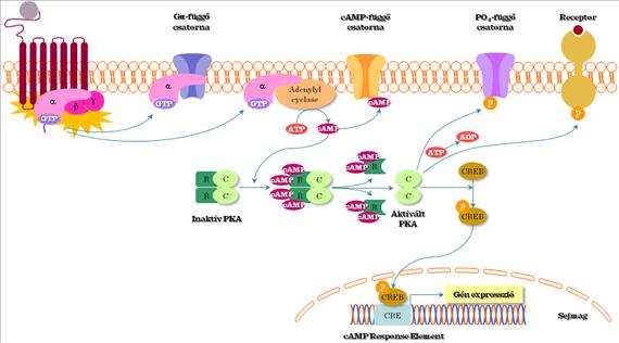 I Általános jelátviteli fehérjéket és transzkripciós faktorokat, mint a CREB (camp-responsive element binding factor, camp válasz elem kötő faktor) (I.