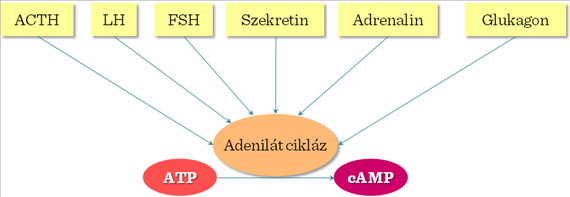 IP3 és DAG A foszfolipáz C a plazma membránban található foszfatidil-inozitol-4,5-biszfoszfátot (PIP2) bontja szolubilis inozitol-triszfoszfátra (IP3) és