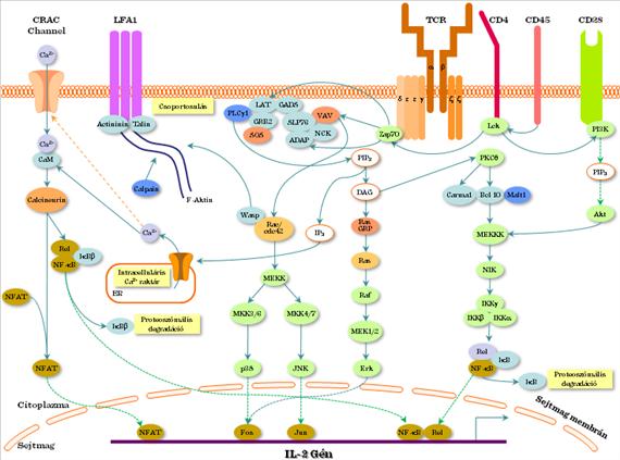 II.1-4. ábra: Az immunológiai szinapszis molekulái 1.2.