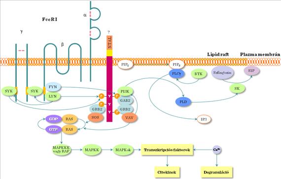 II.1-13. ábra: FceR jelátvitel II.1-14.