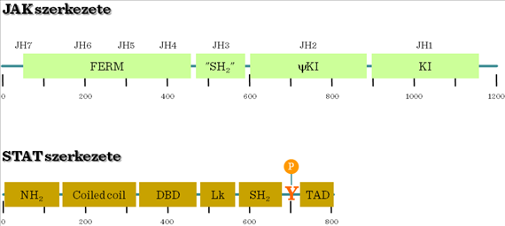 II.1-17. ábra: A több láncból álló citokin receptorok jellemzői 1.5.4. Janus kinázok (JAK-ok) (120 140kDa) A JAK-ok (JAK1,2,3 és TYK2) a citokin receptorok citoplazmatikus részéhez asszociálódnak.